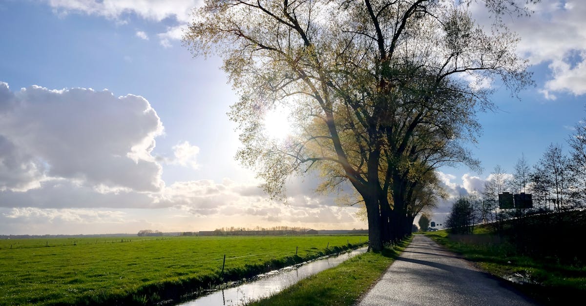 Engaging Activities for First-Time Dutch Learners
