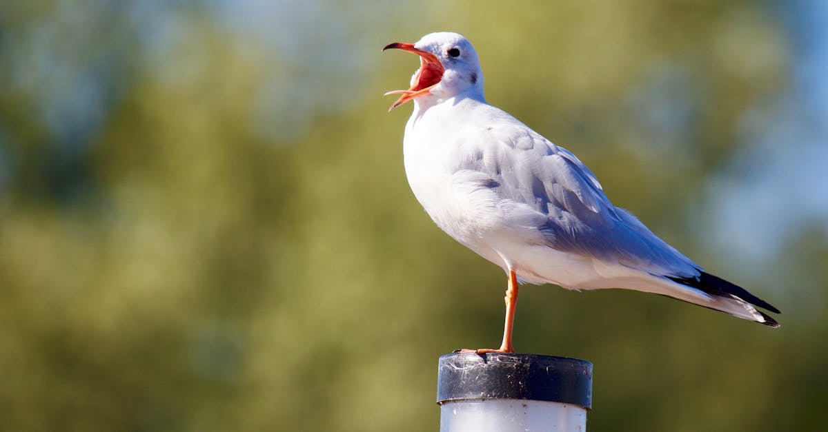Engaging with Native Speakers: A Key to Advanced Dutch Proficiency