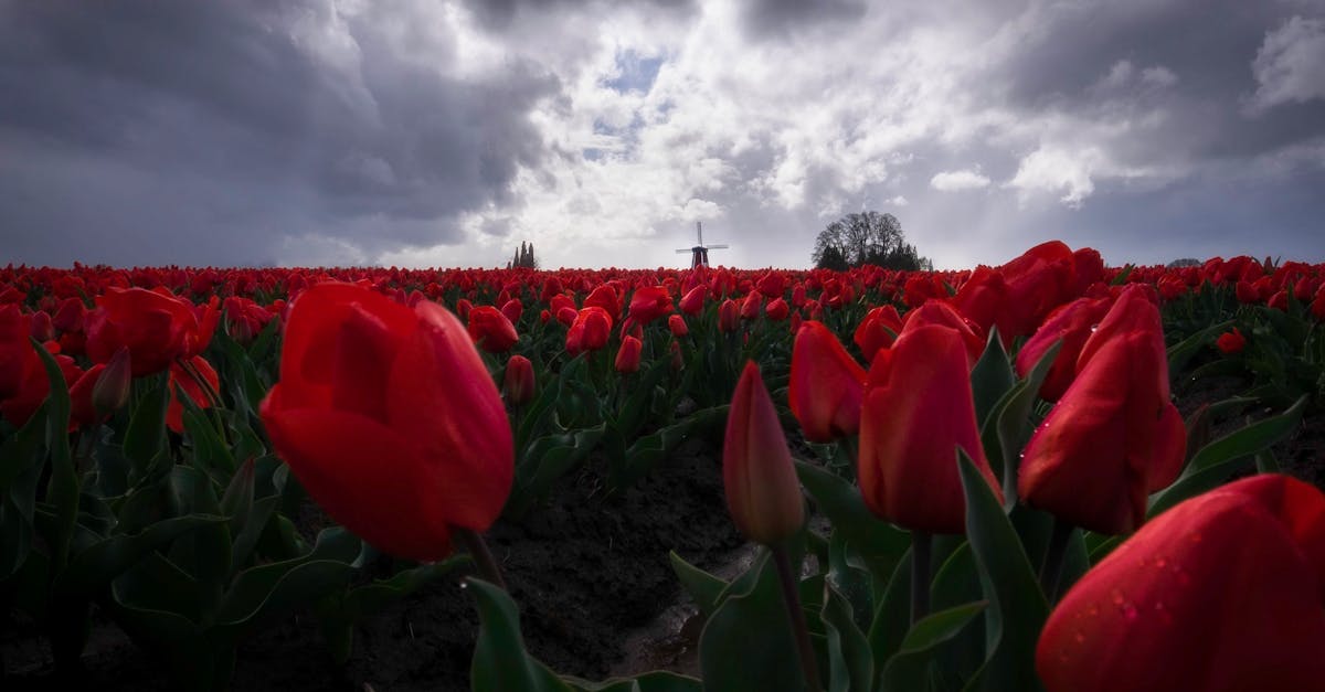 How Online Dutch Lessons Changed My Perspective: Student Reviews