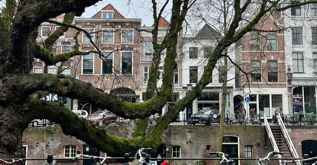 How to Choose the Right App for Learning Dutch