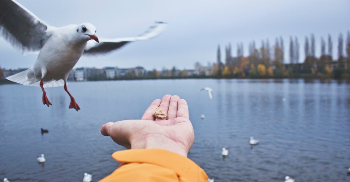 Mastering Complex Sentences in Intermediate Dutch