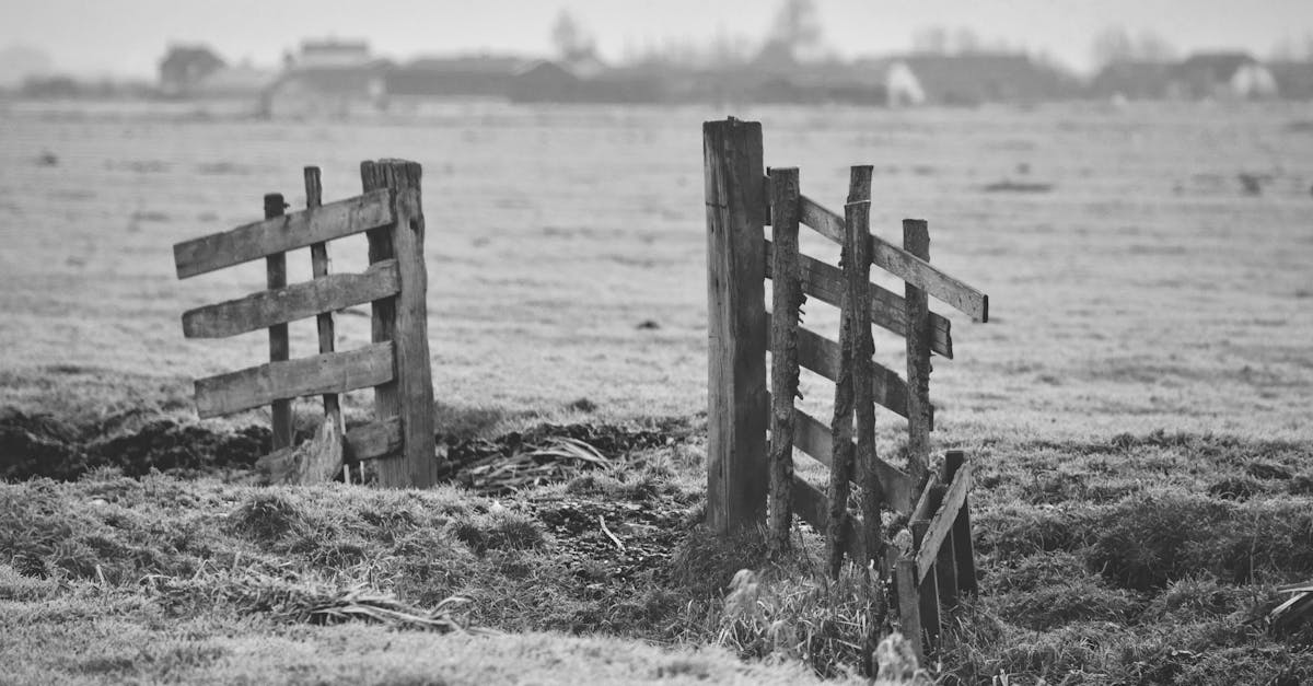 Tailored Curriculum Options for Online Dutch Learners